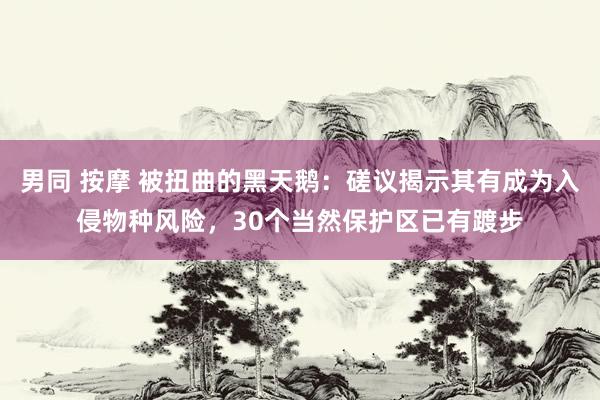 男同 按摩 被扭曲的黑天鹅：磋议揭示其有成为入侵物种风险，30个当然保护区已有踱步