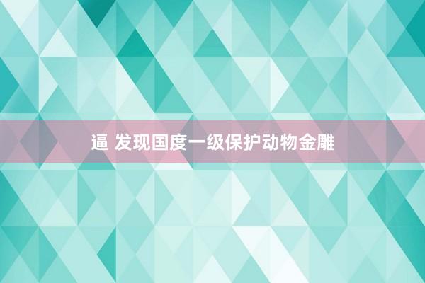 逼 发现国度一级保护动物金雕